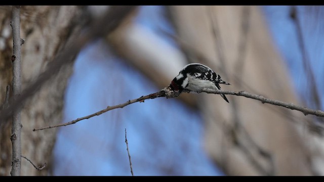 Pic mineur (pubescens/medianus) - ML643359202