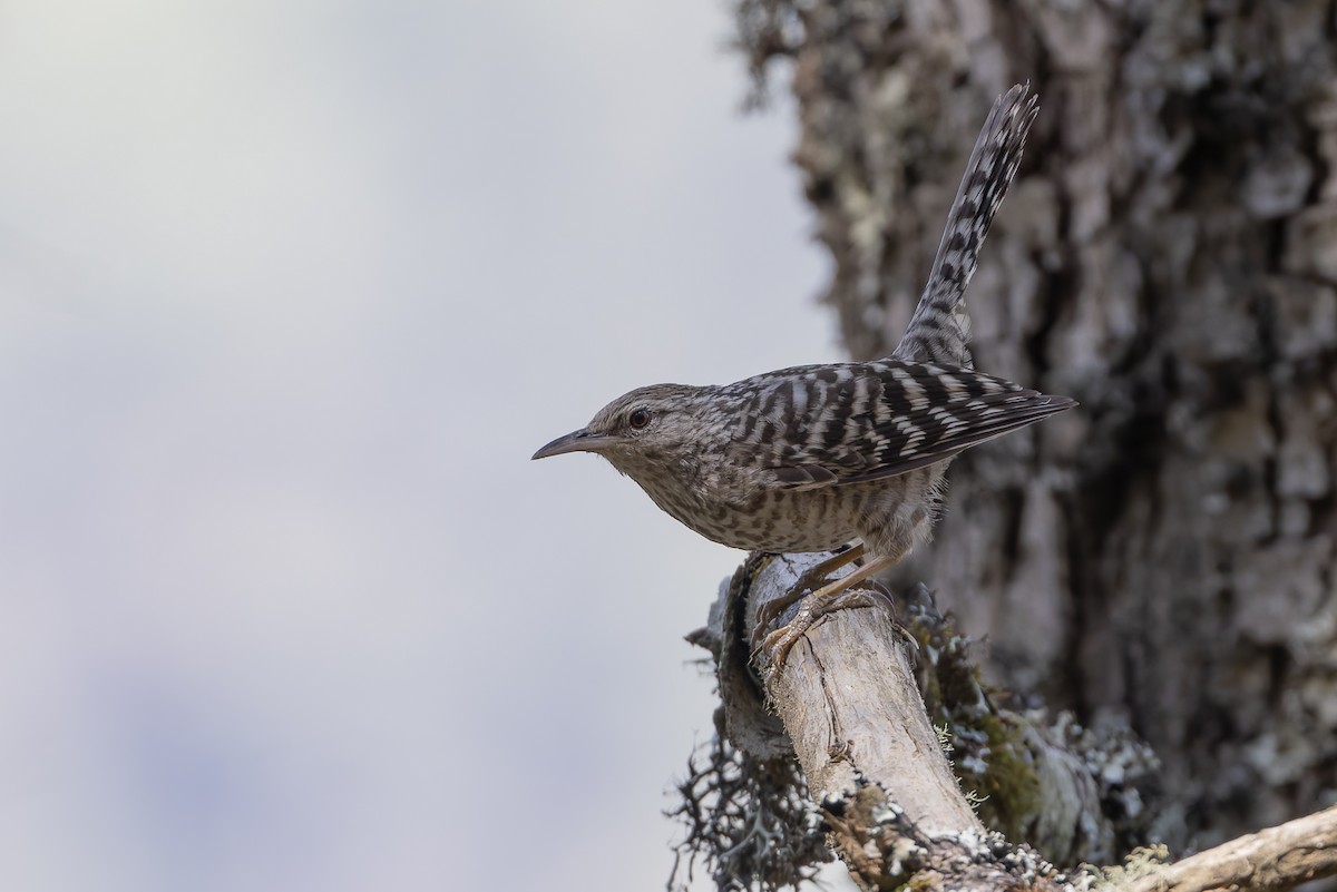 furusmett - ML643359203