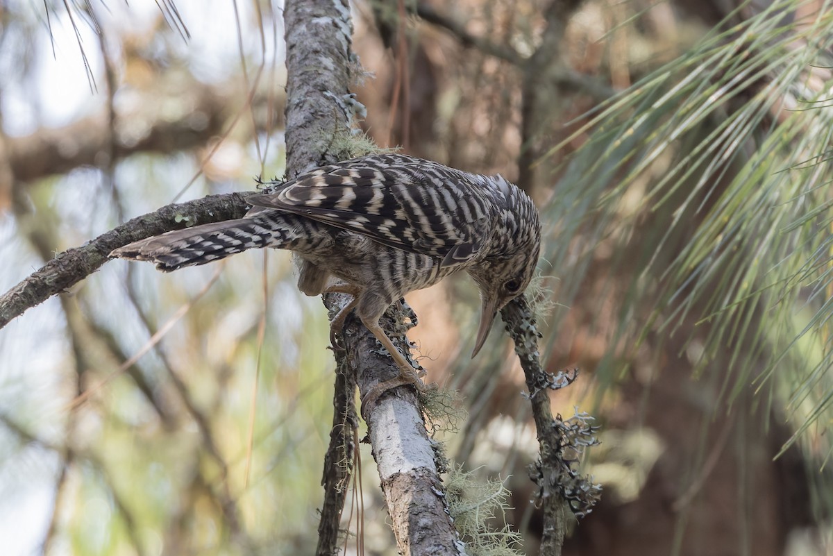 furusmett - ML643359204