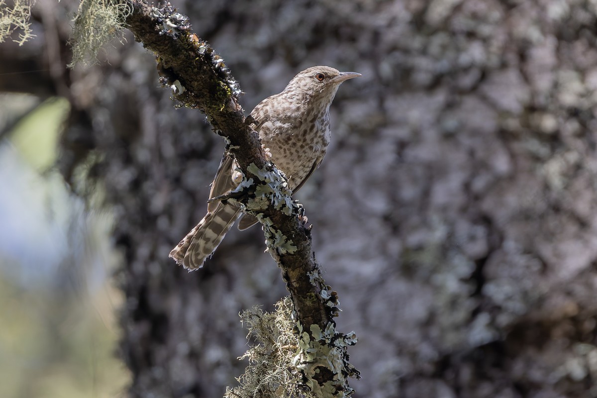 furusmett - ML643359205