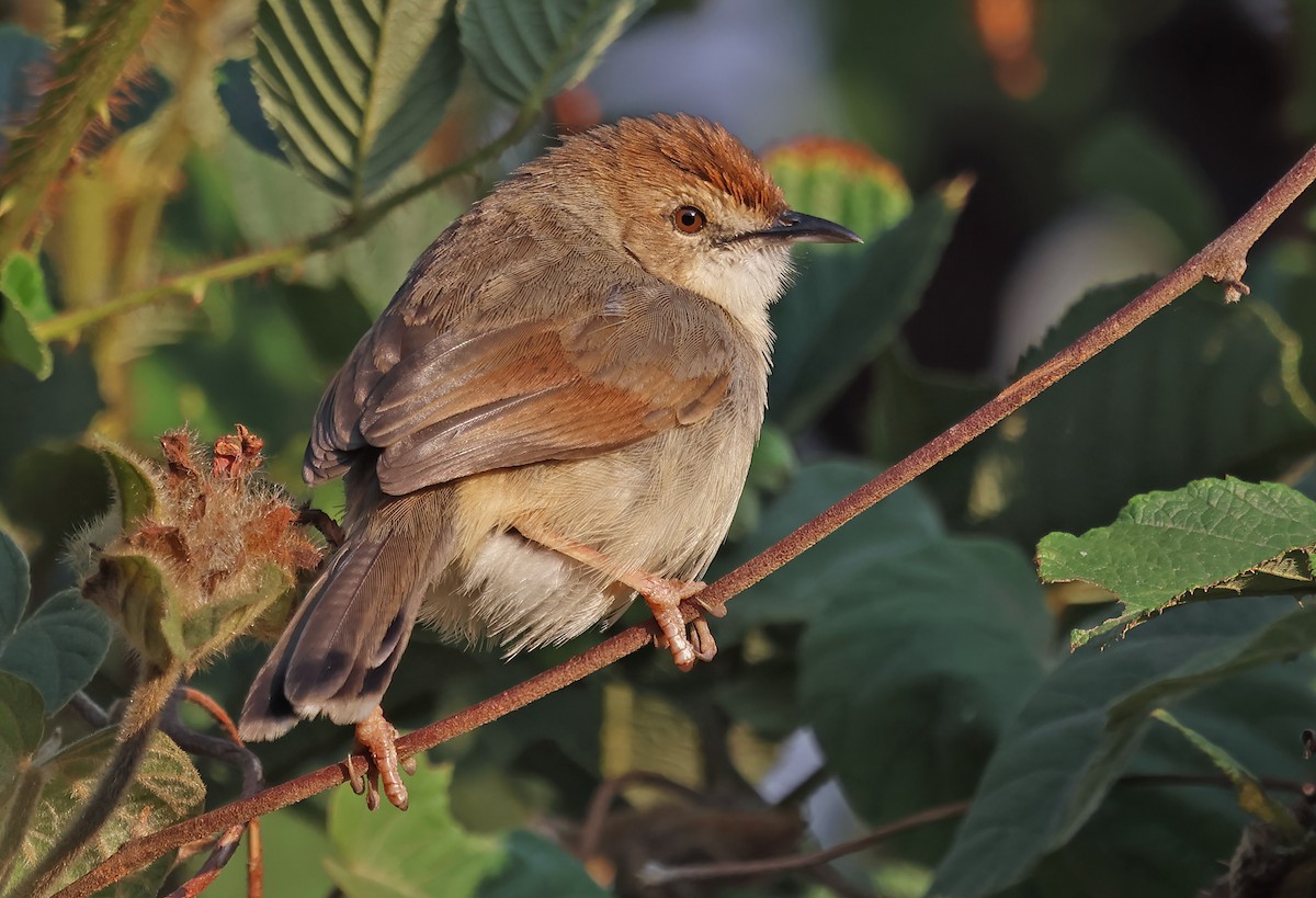 Singing Cisticola - ML643359212