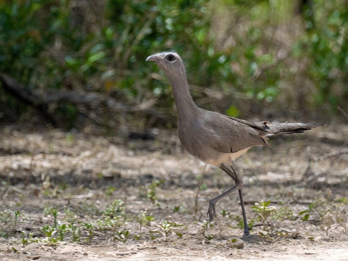 Cariama de Burmeister - ML643359216