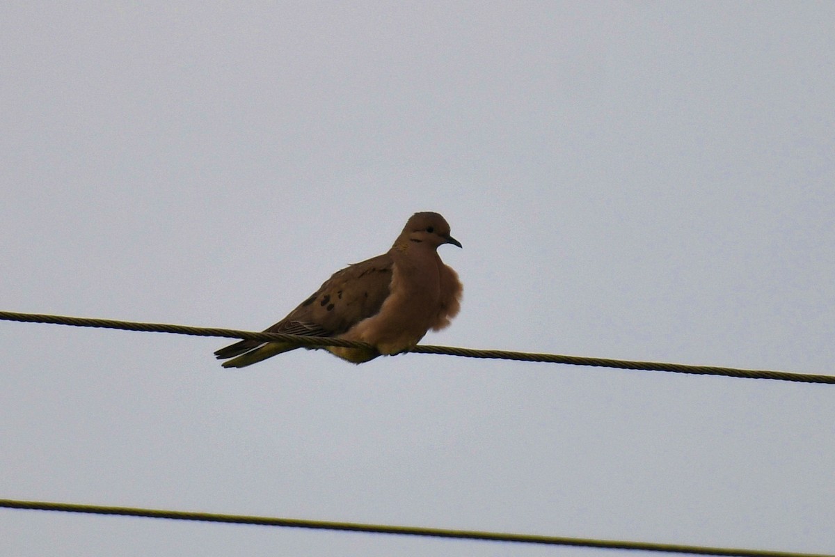 Eared Dove - ML643359222