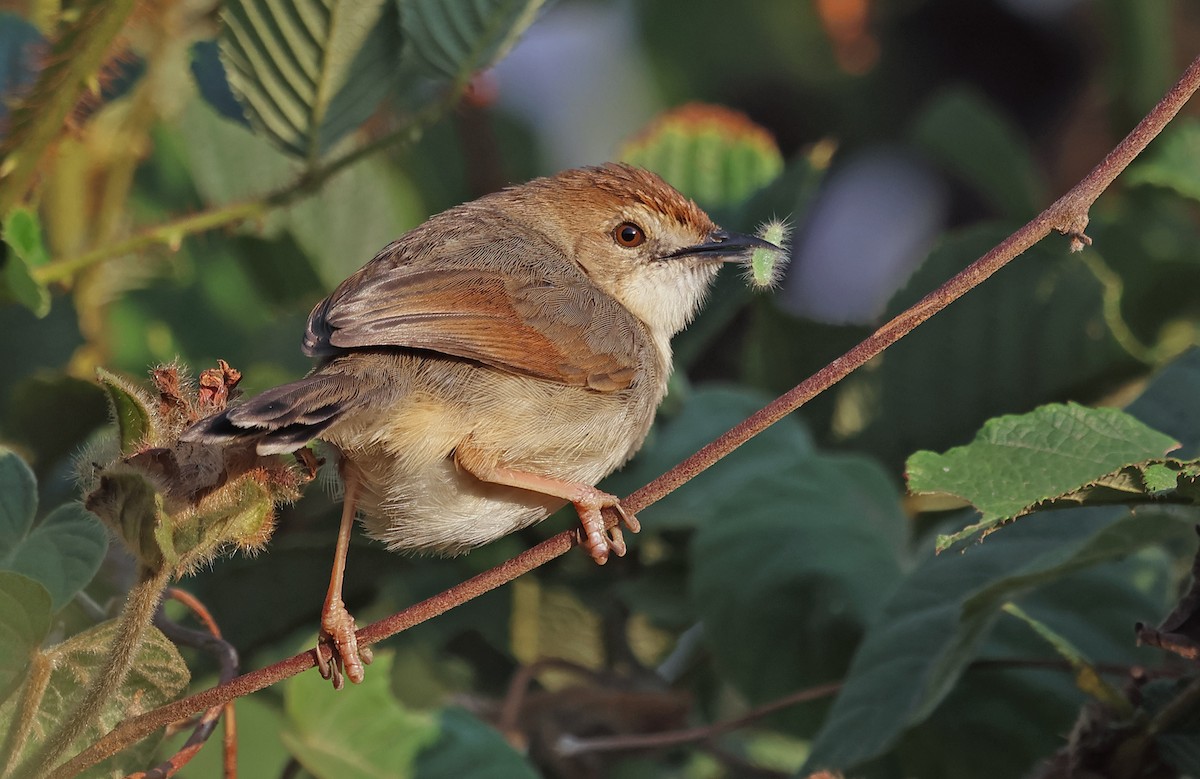 Singing Cisticola - ML643359224