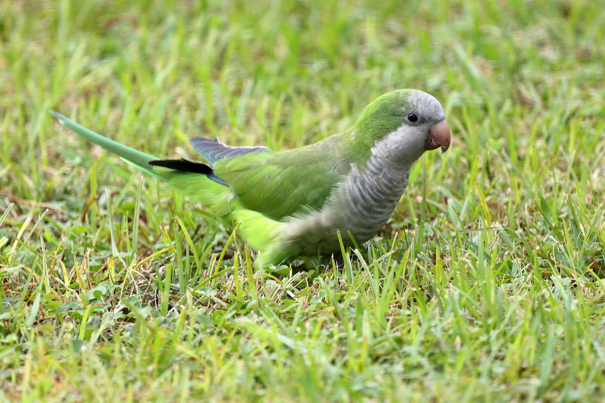 Monk Parakeet - ML643359225