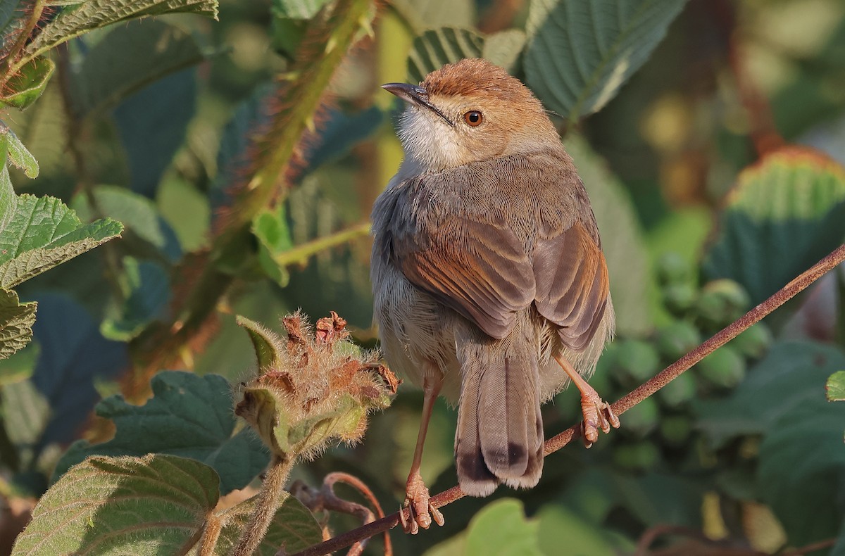 Singing Cisticola - ML643359228