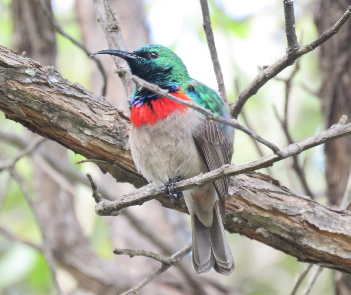 Southern Double-collared Sunbird - ML643359233