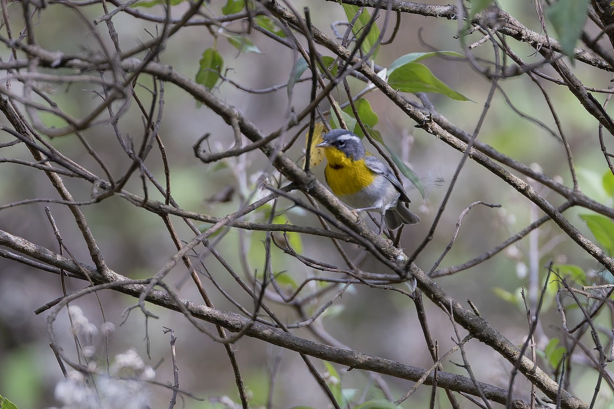 halvmåneparula - ML643359235