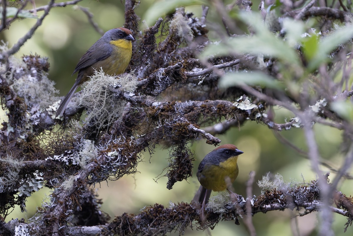 brunkronekjerrspurv - ML643359265