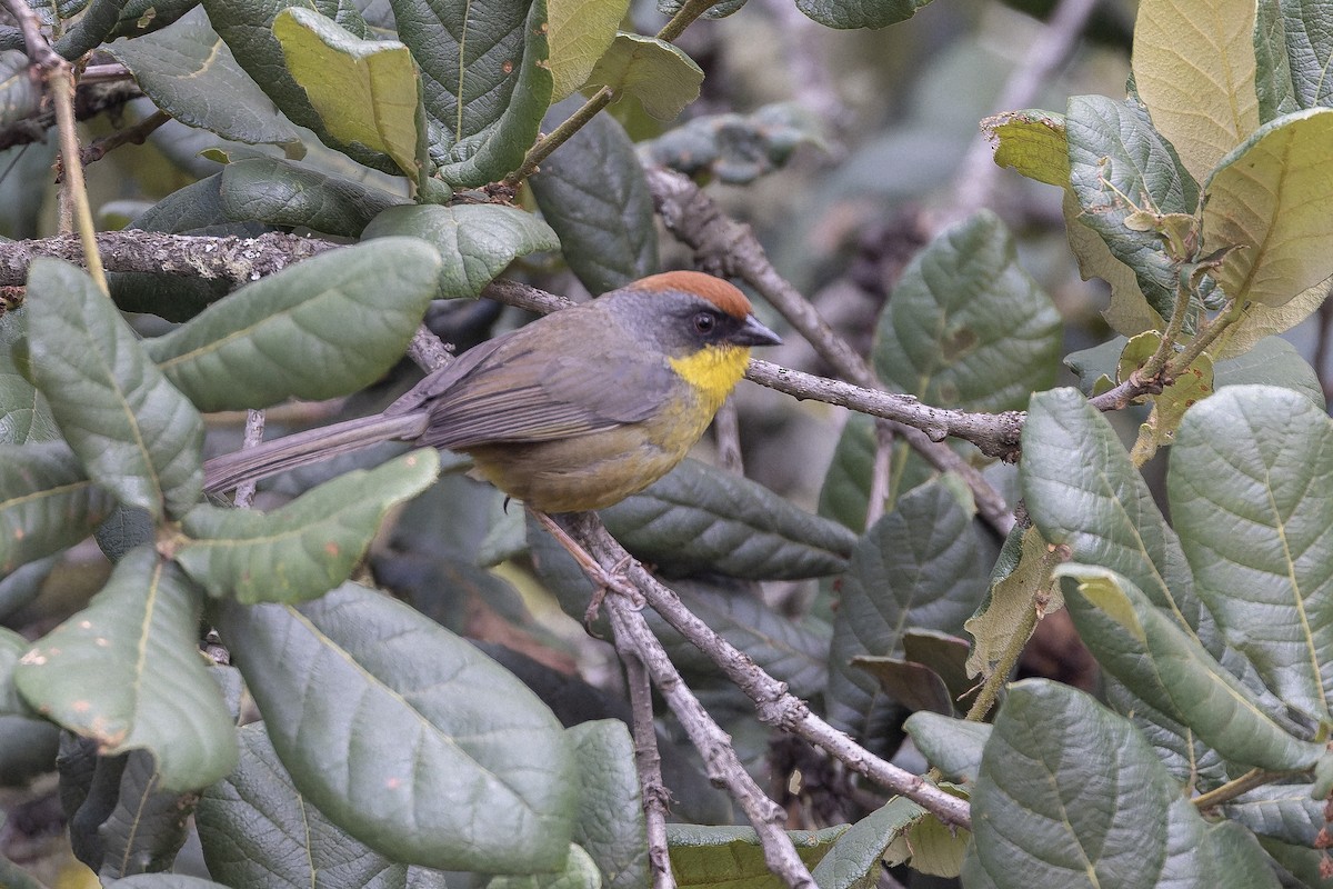 brunkronekjerrspurv - ML643359266