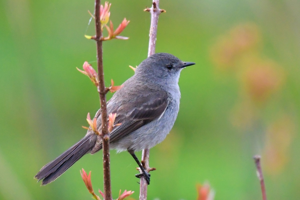 Sooty Tyrannulet - ML643359268