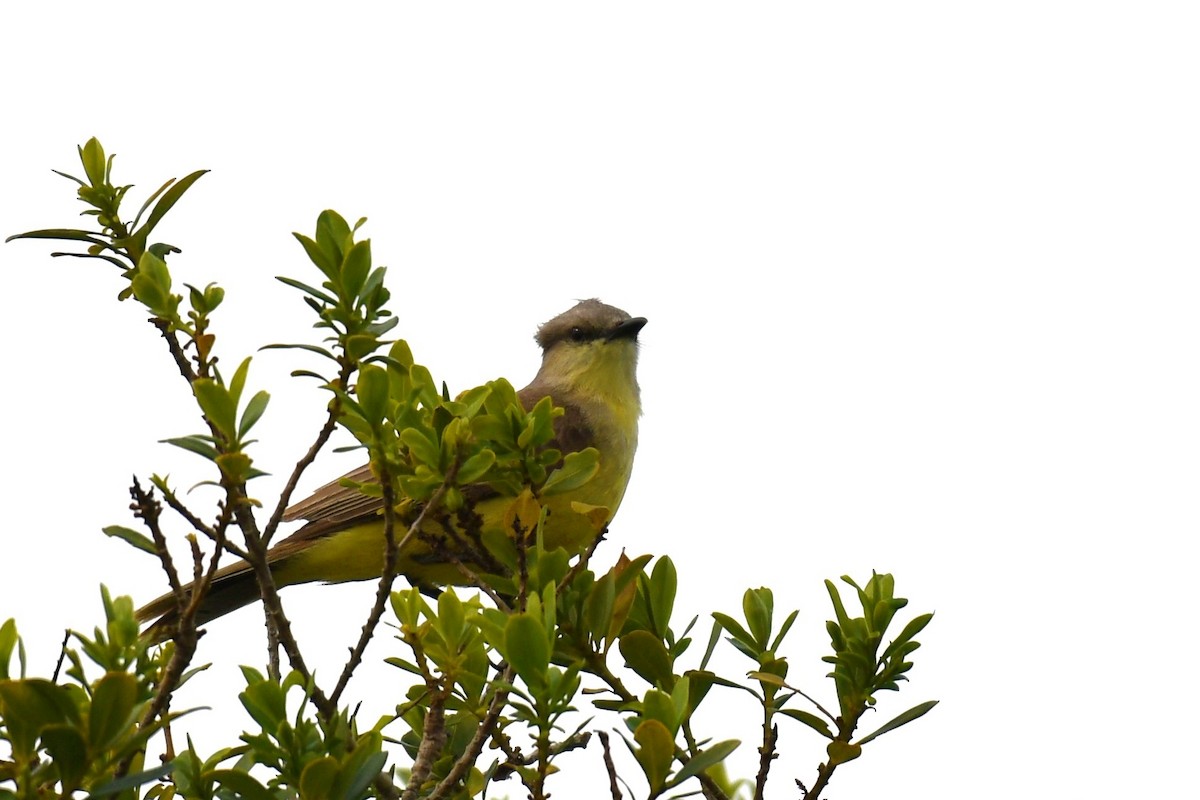 Cattle Tyrant - ML643359279