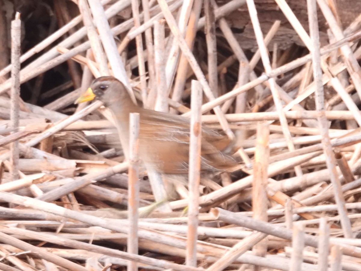 Sora - ML643359285