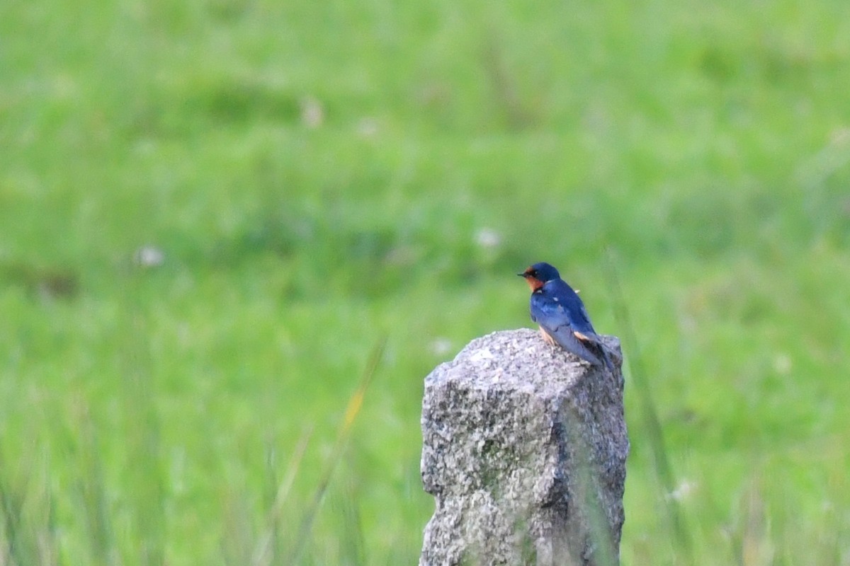 Barn Swallow - ML643359290