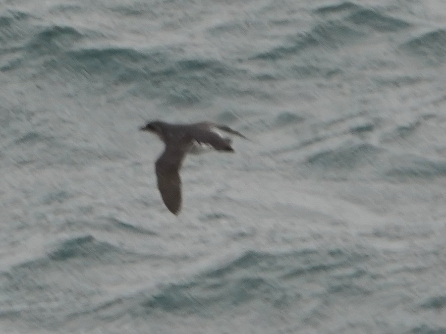 Puffinure plongeur - ML643359294