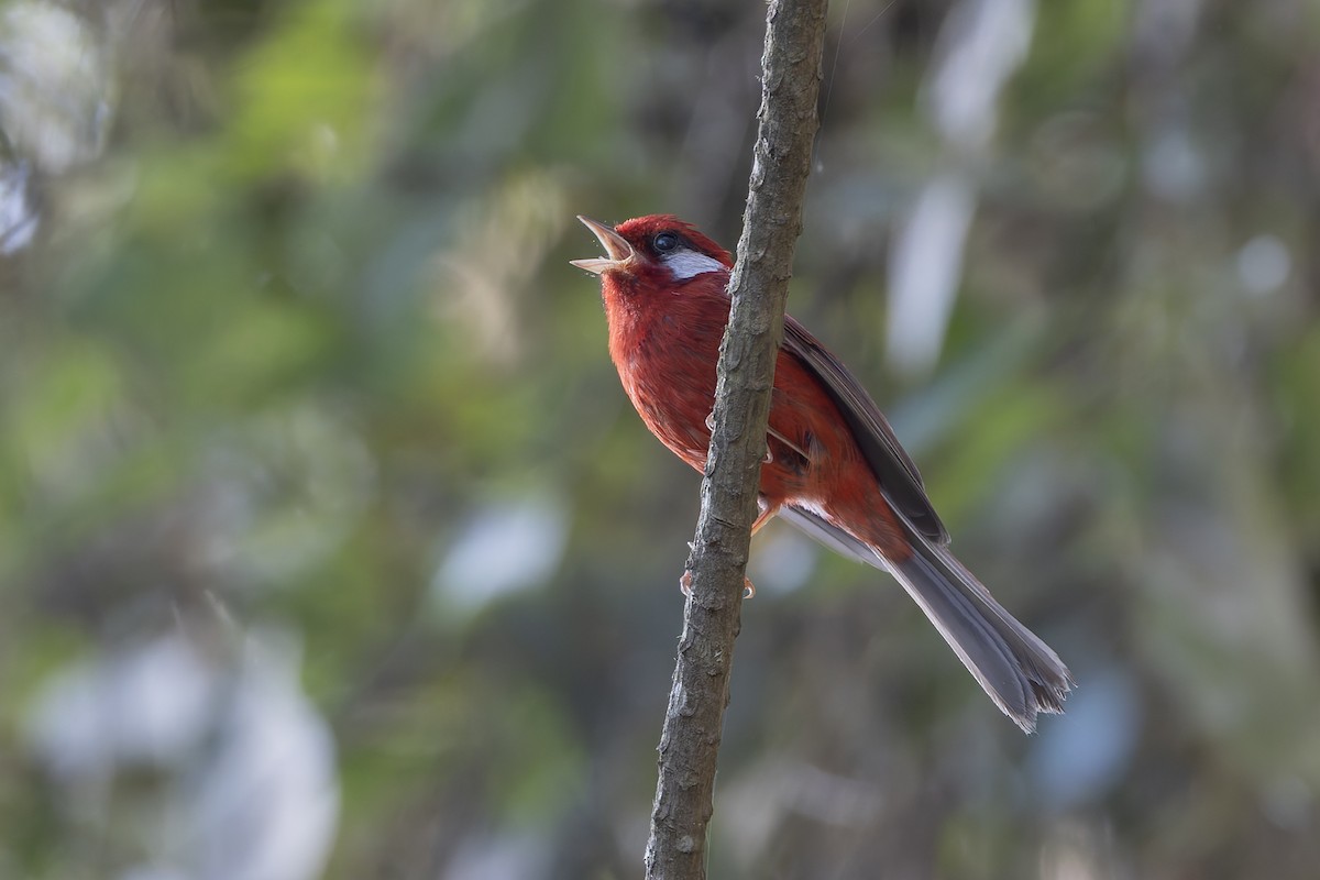 Red Warbler (White-cheeked) - ML643359299