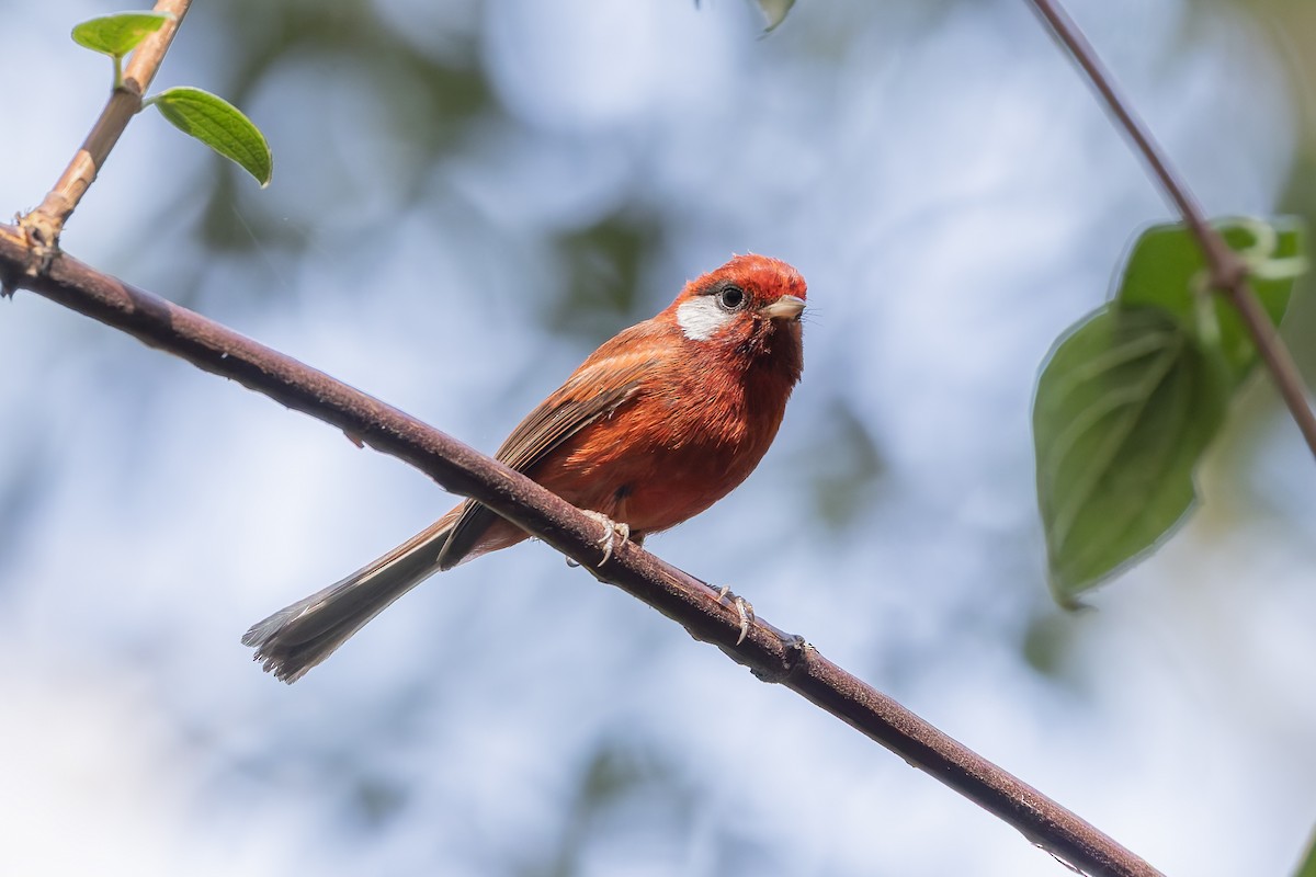 Red Warbler (White-cheeked) - ML643359301