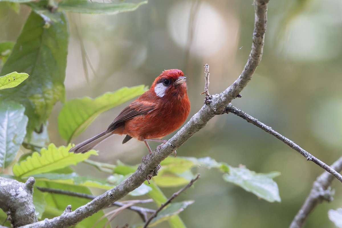 rødparula (rubra/rowleyi) - ML643359302