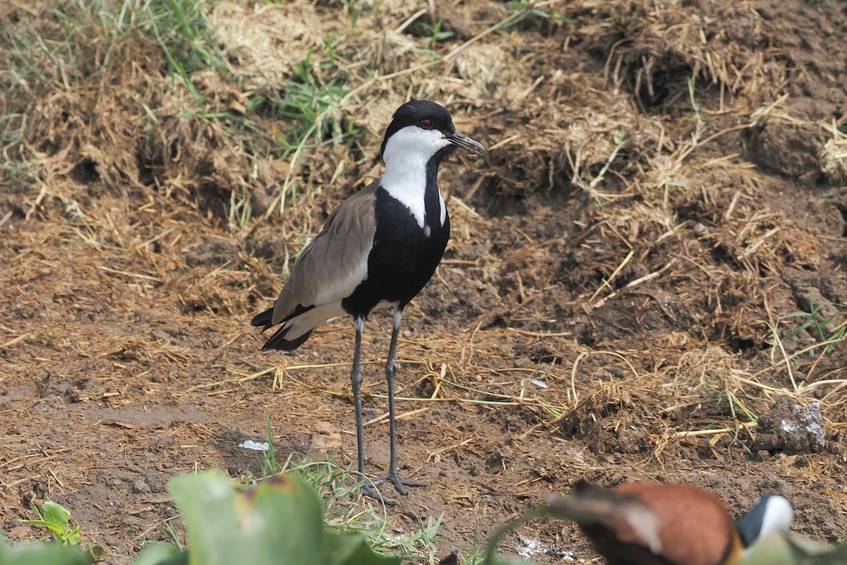 Spur-winged Lapwing - ML643359324
