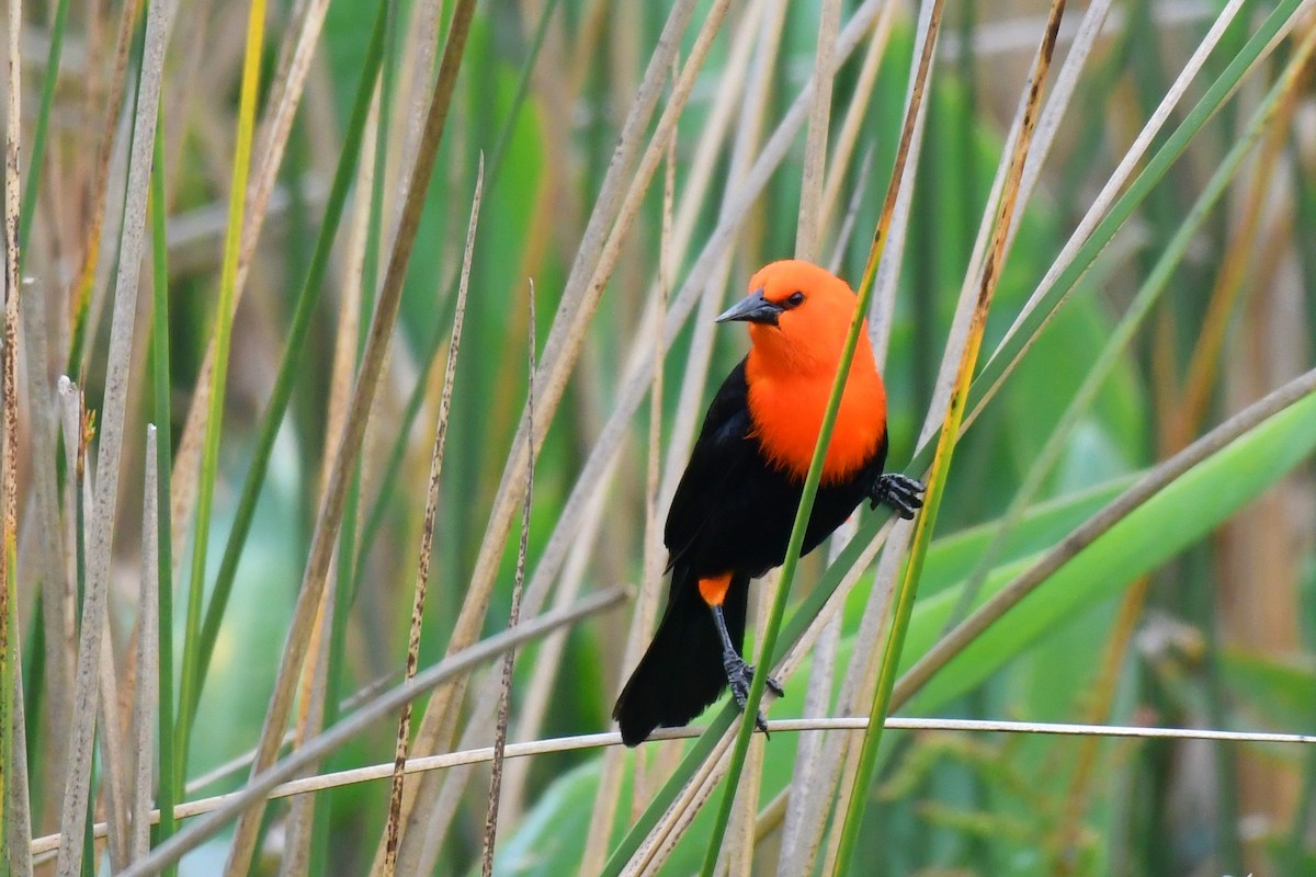 Scarlet-headed Blackbird - ML643359341