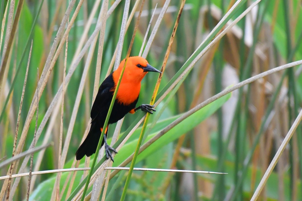 Scarlet-headed Blackbird - ML643359342