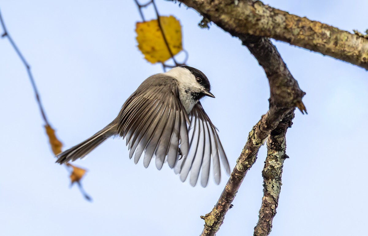 Mésange boréale - ML643359343