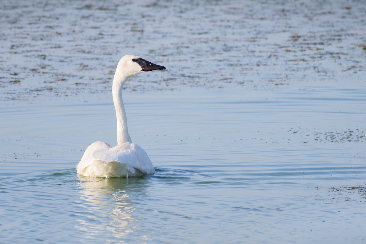 Trumpeter Swan - ML643359359