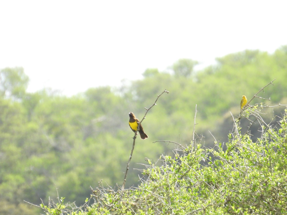 Brown-and-yellow Marshbird - ML643359387