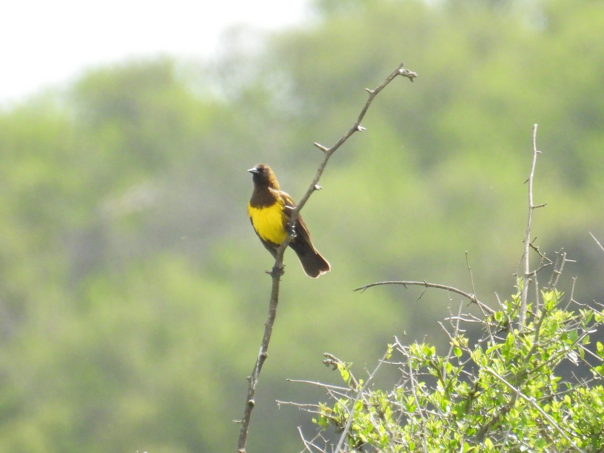 Brown-and-yellow Marshbird - ML643359392