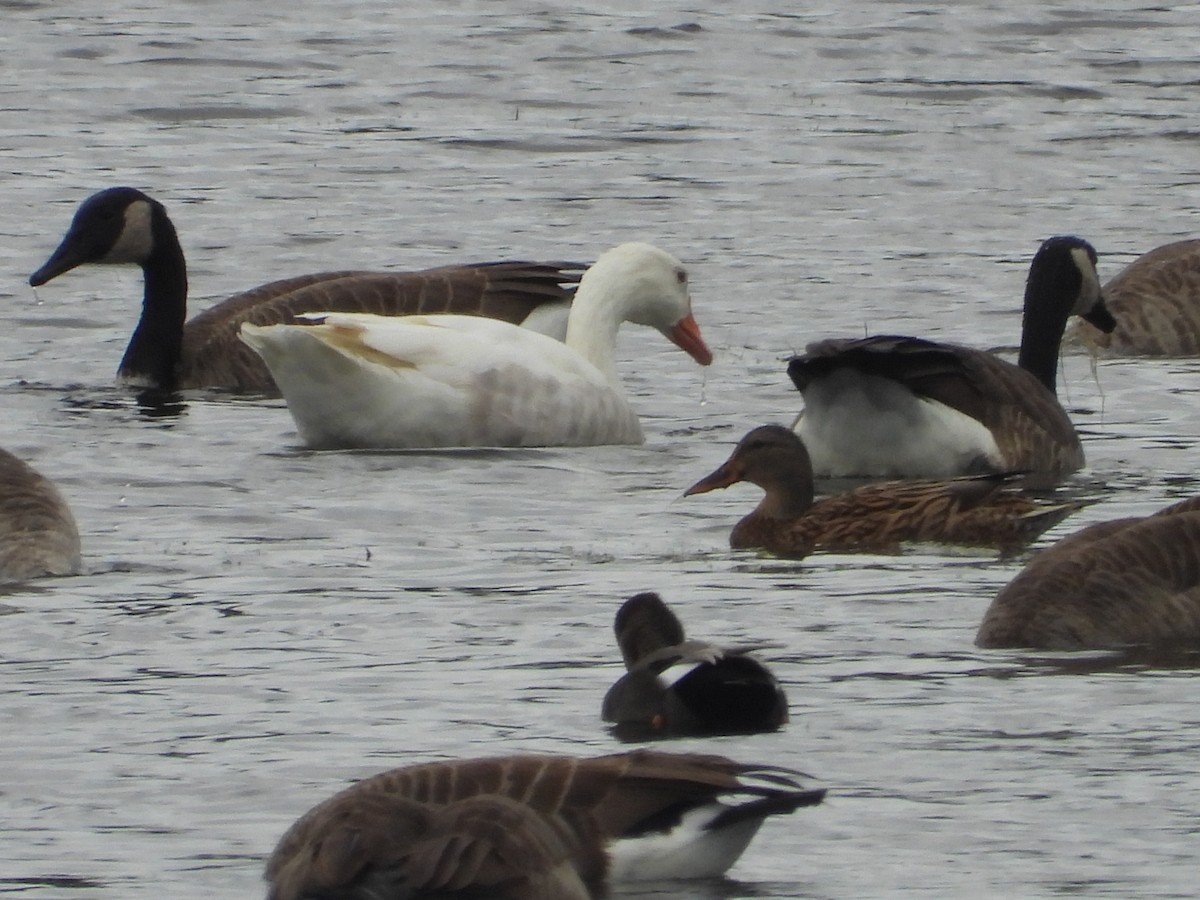 Domestic goose sp. (Domestic type) - ML643359395