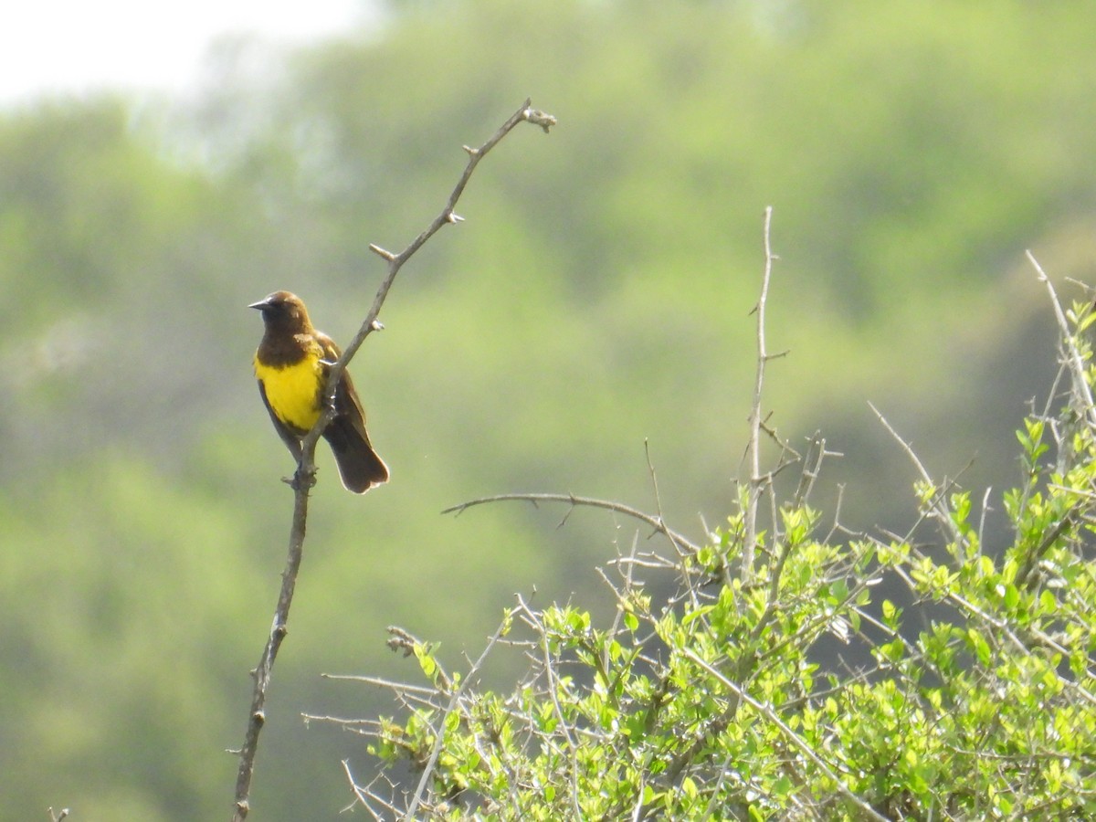 Brown-and-yellow Marshbird - ML643359397