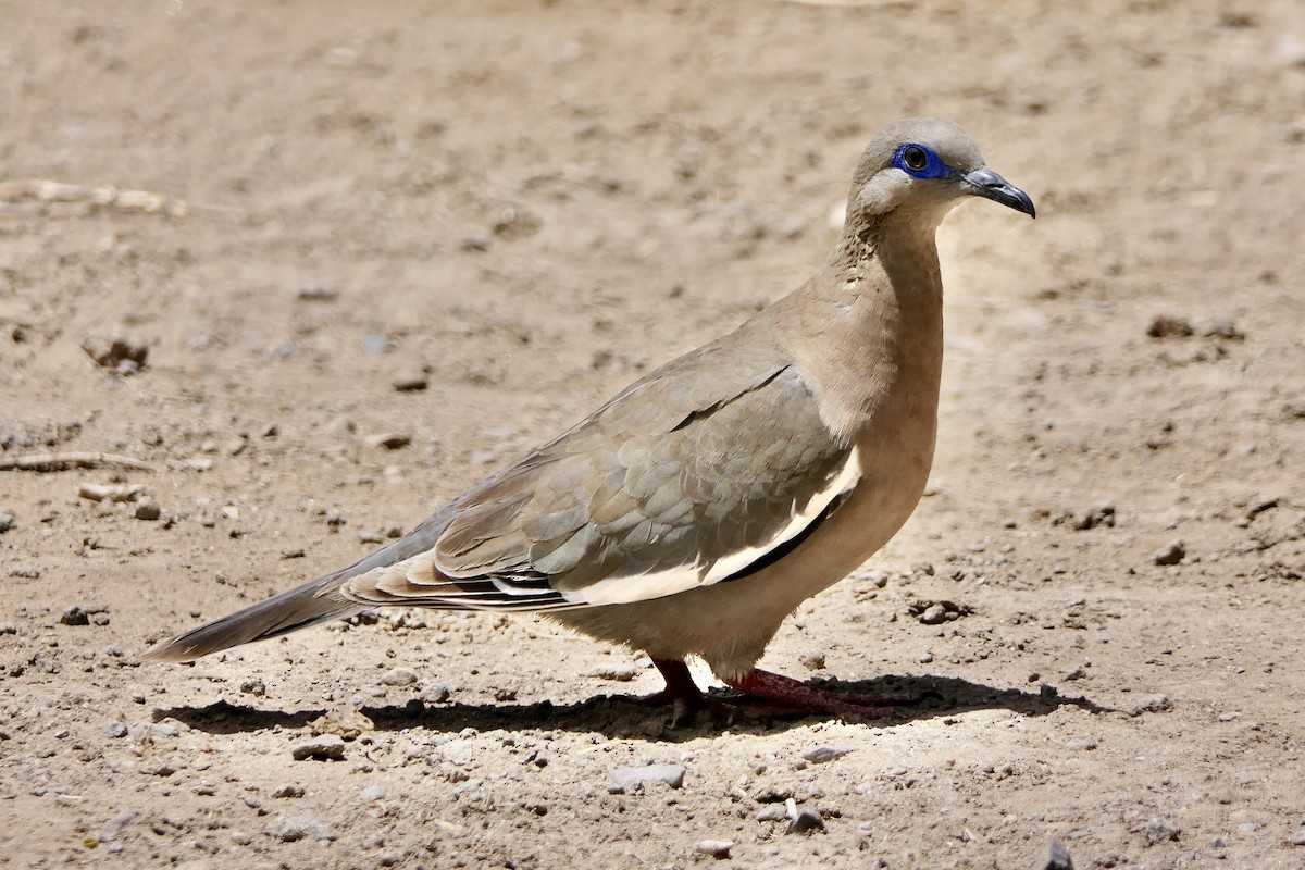 West Peruvian Dove - ML643359407