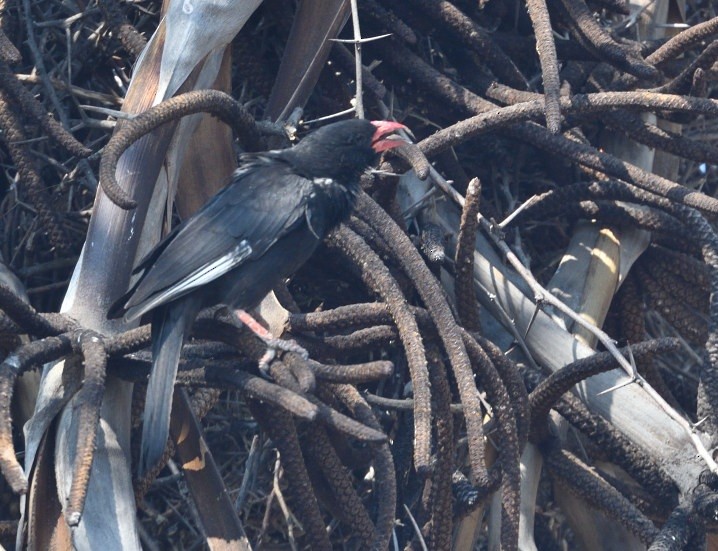 Red-billed Buffalo-Weaver - ML643359419