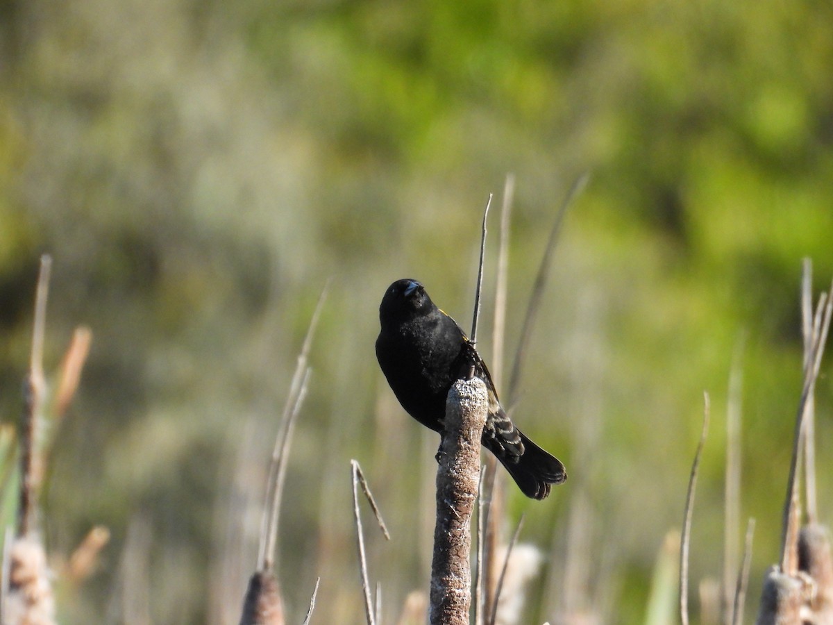 Yellow-winged Blackbird - ML643359425