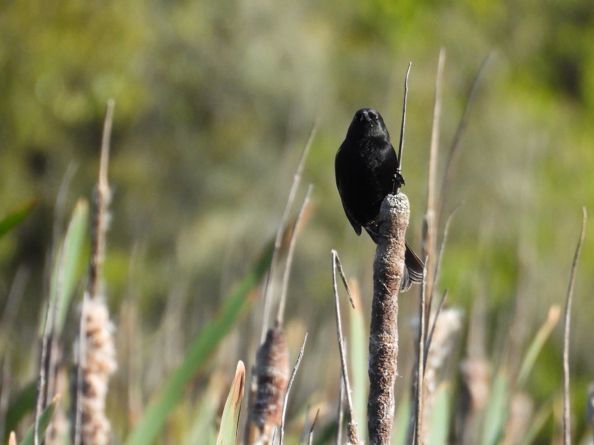 Yellow-winged Blackbird - ML643359427