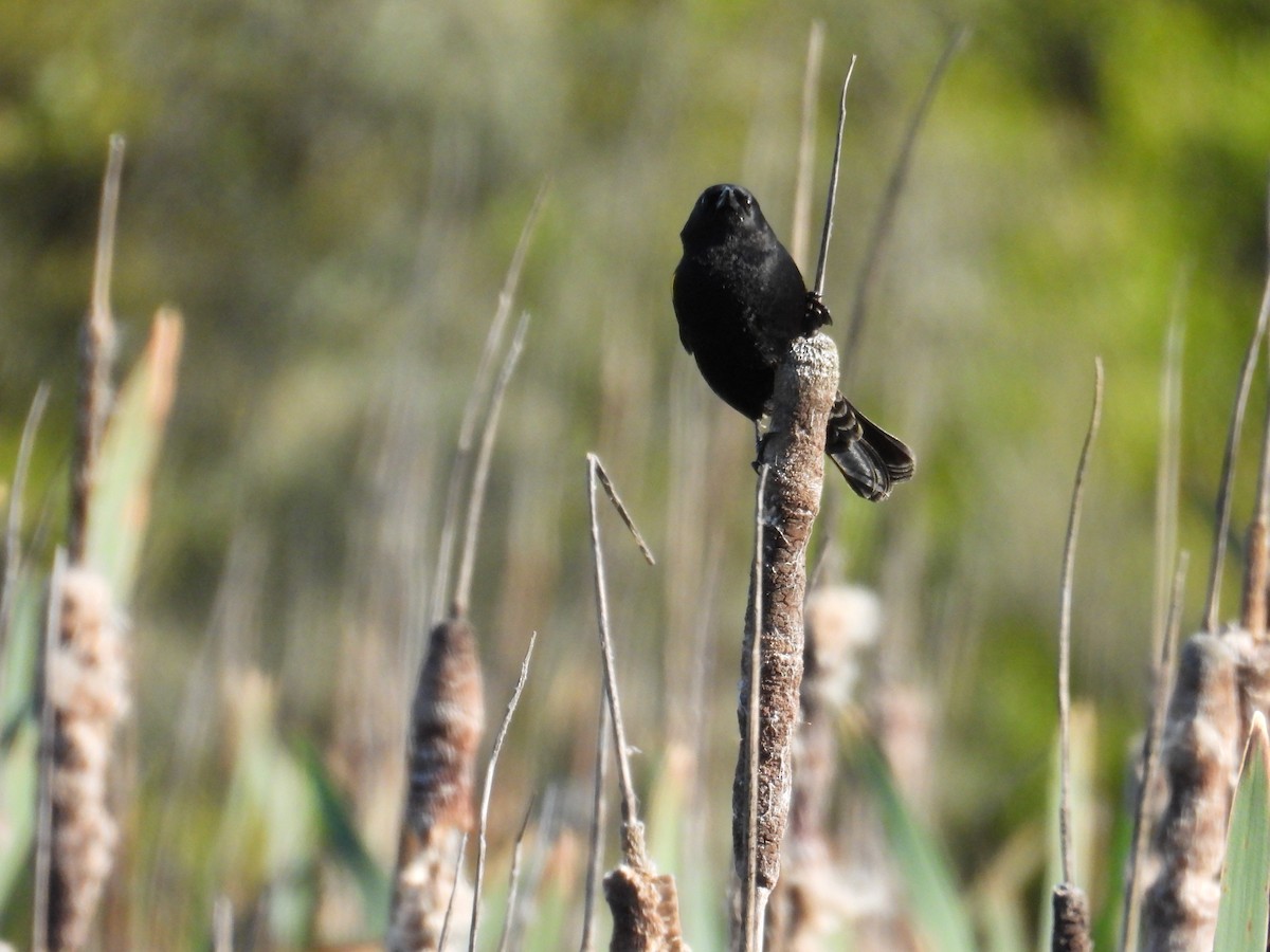 Yellow-winged Blackbird - ML643359429