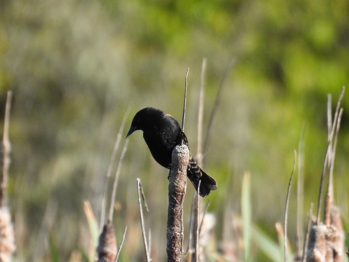 Yellow-winged Blackbird - ML643359430