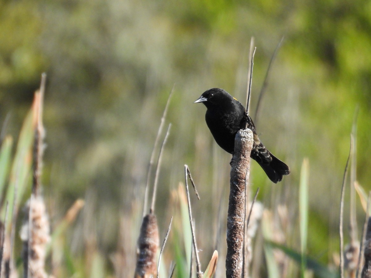 Yellow-winged Blackbird - ML643359431