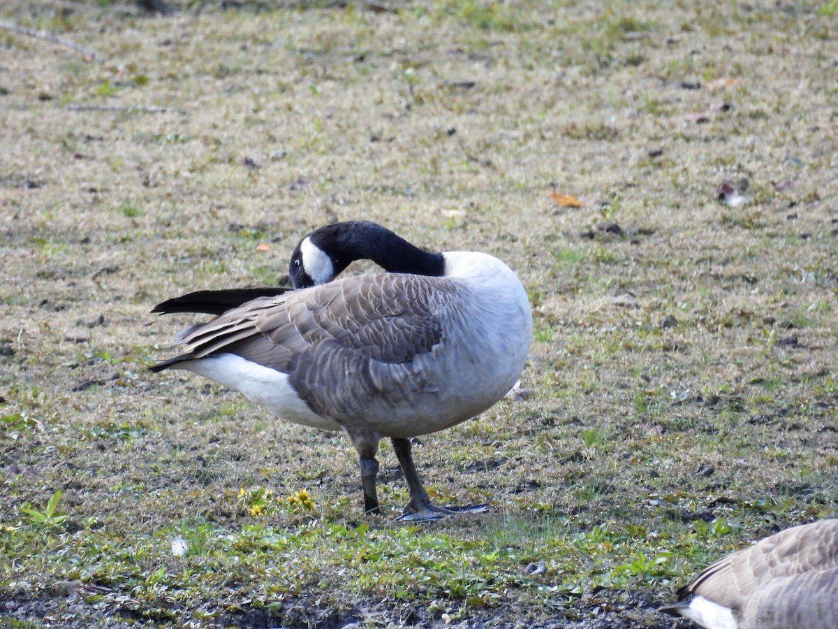 Canada Goose - ML643359439