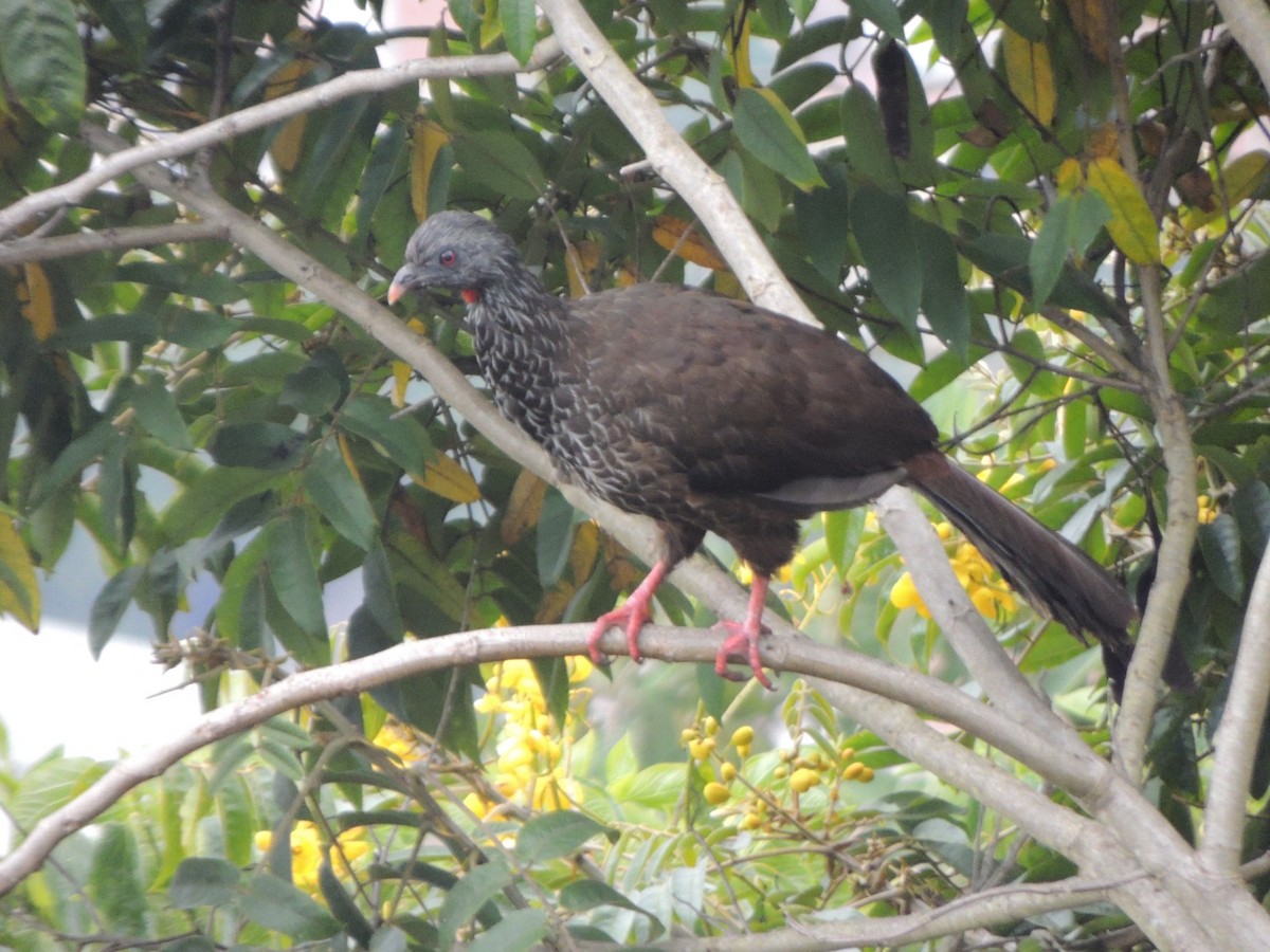 Andean Guan - ML643359463