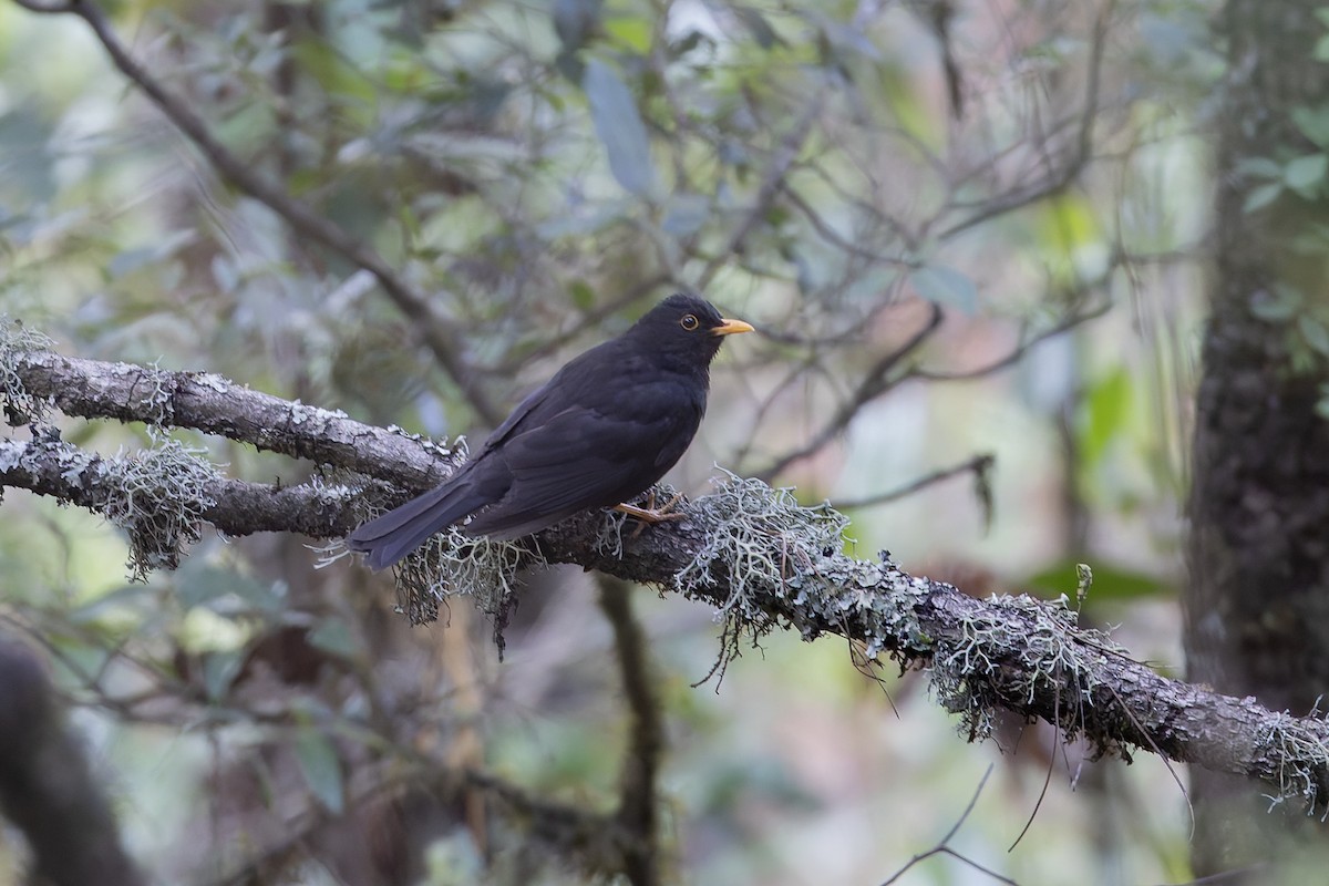 kulltrost - ML643359464