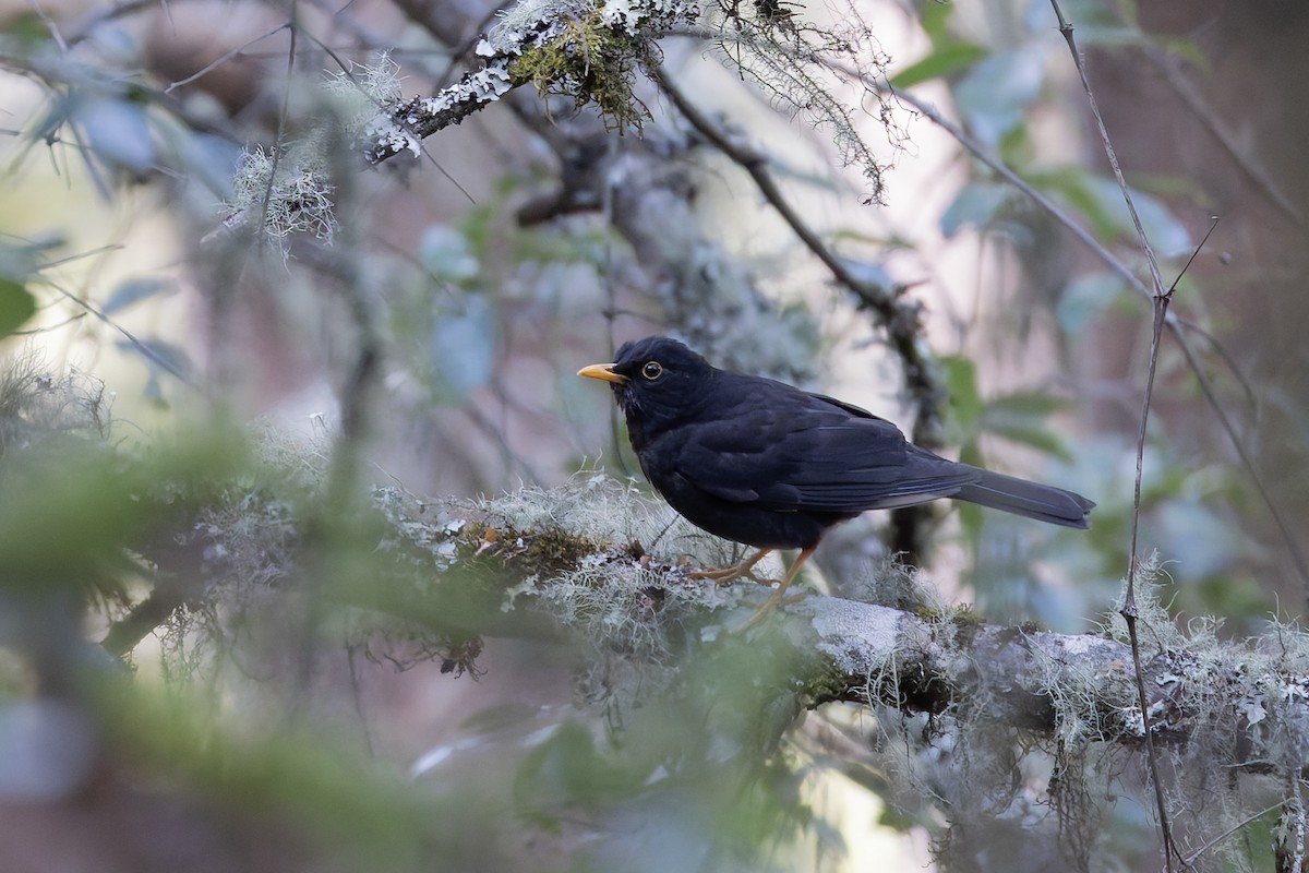 kulltrost - ML643359465