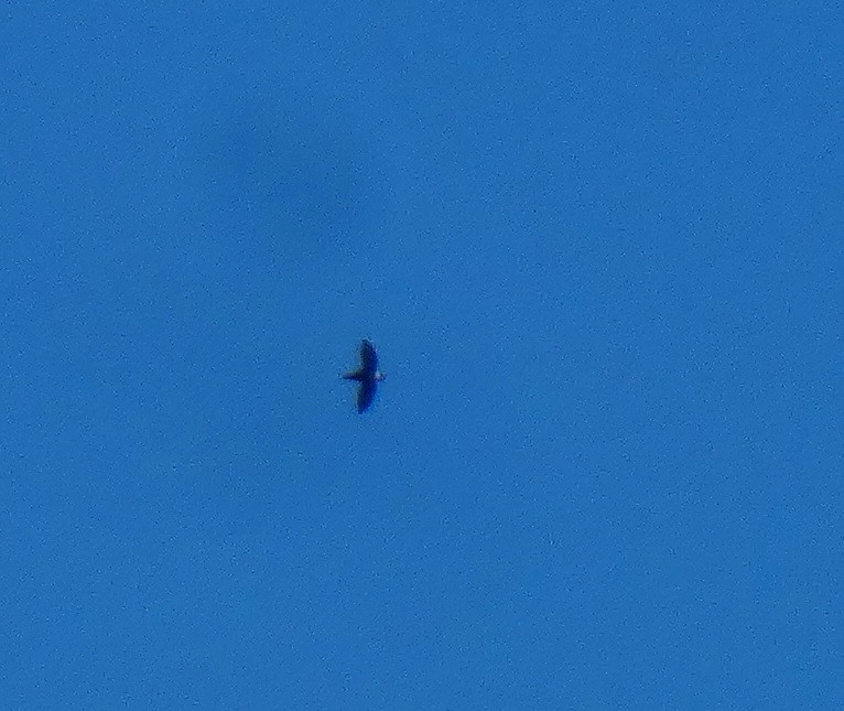 White-collared Swift - ML643359471