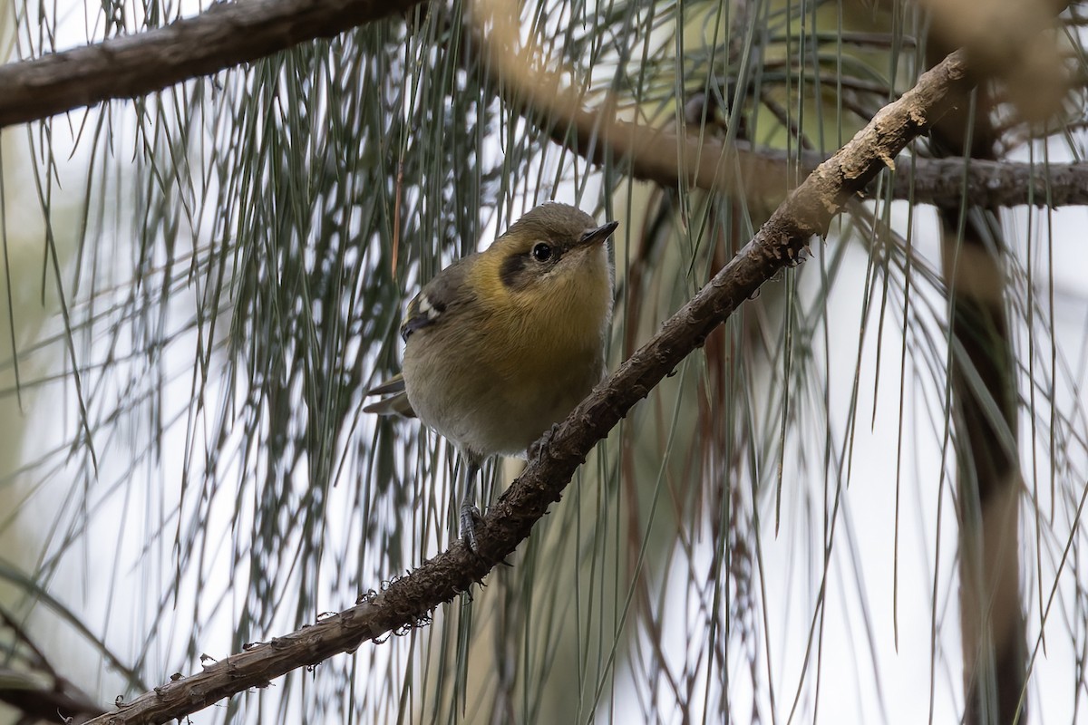 kløftstjertparula - ML643359478