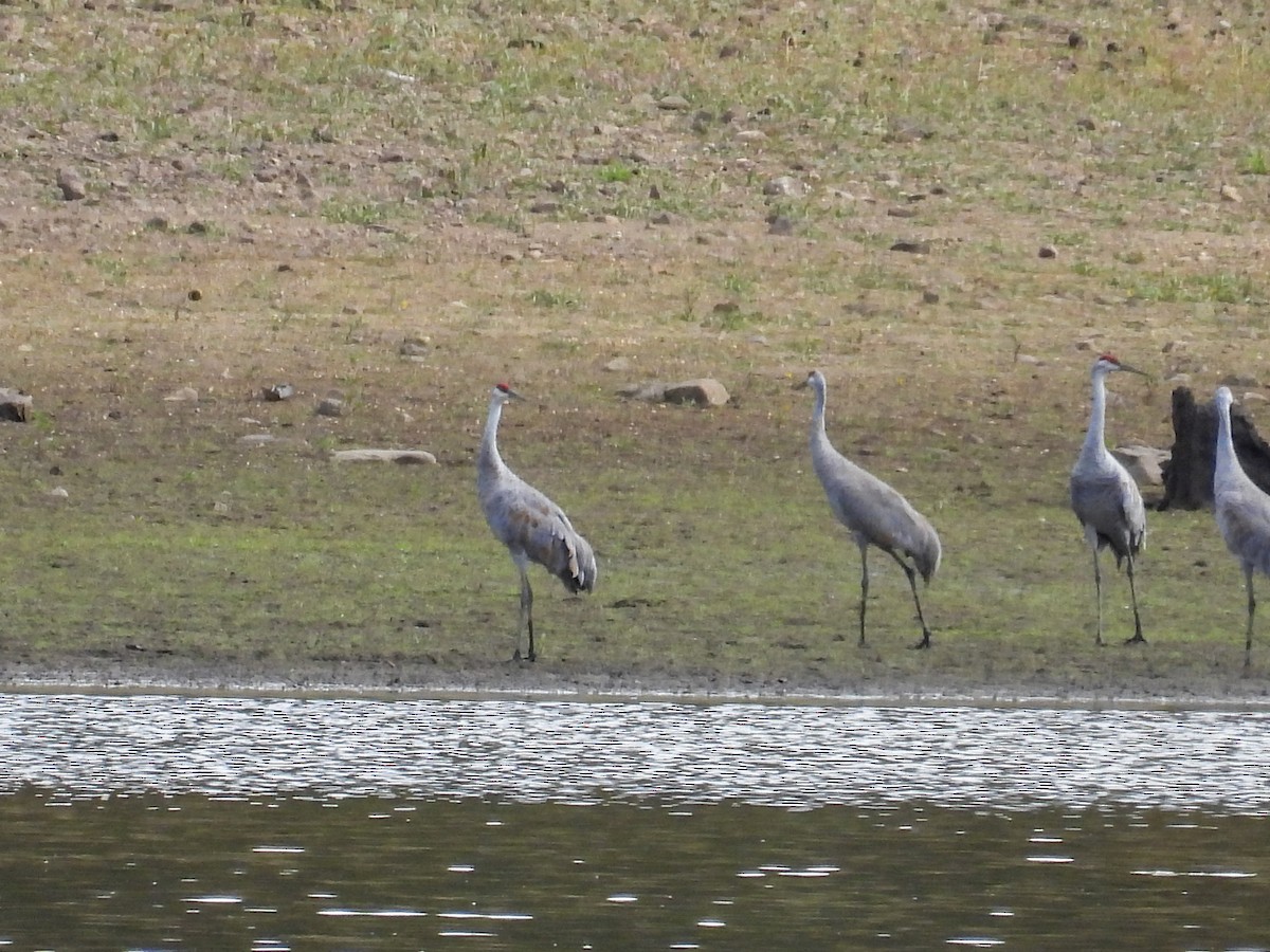 Sandhill Crane - ML643359480