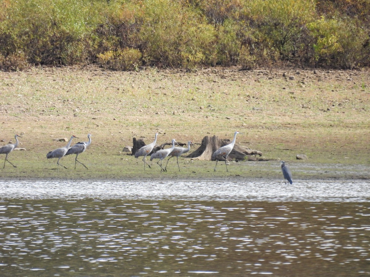 Sandhill Crane - ML643359481