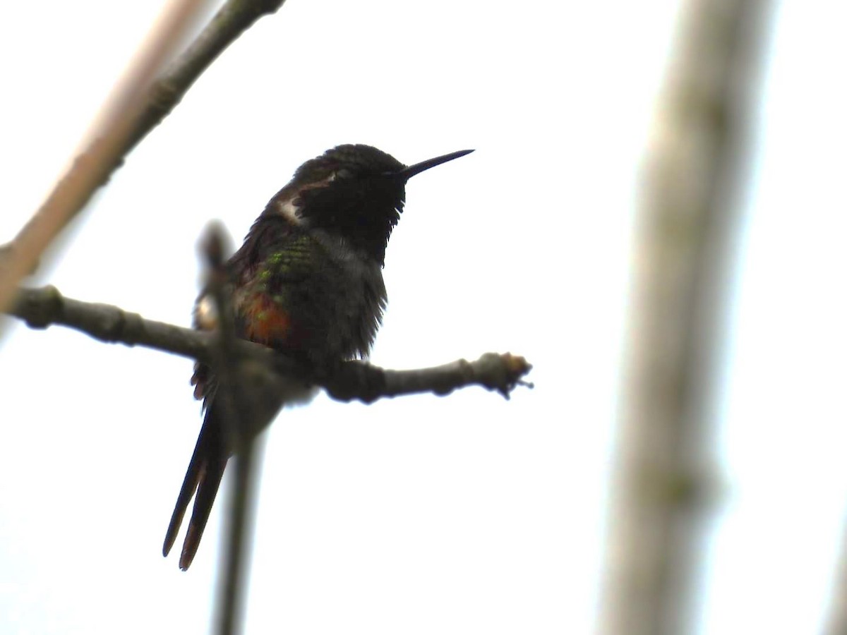 Purple-throated Woodstar - ML643359503