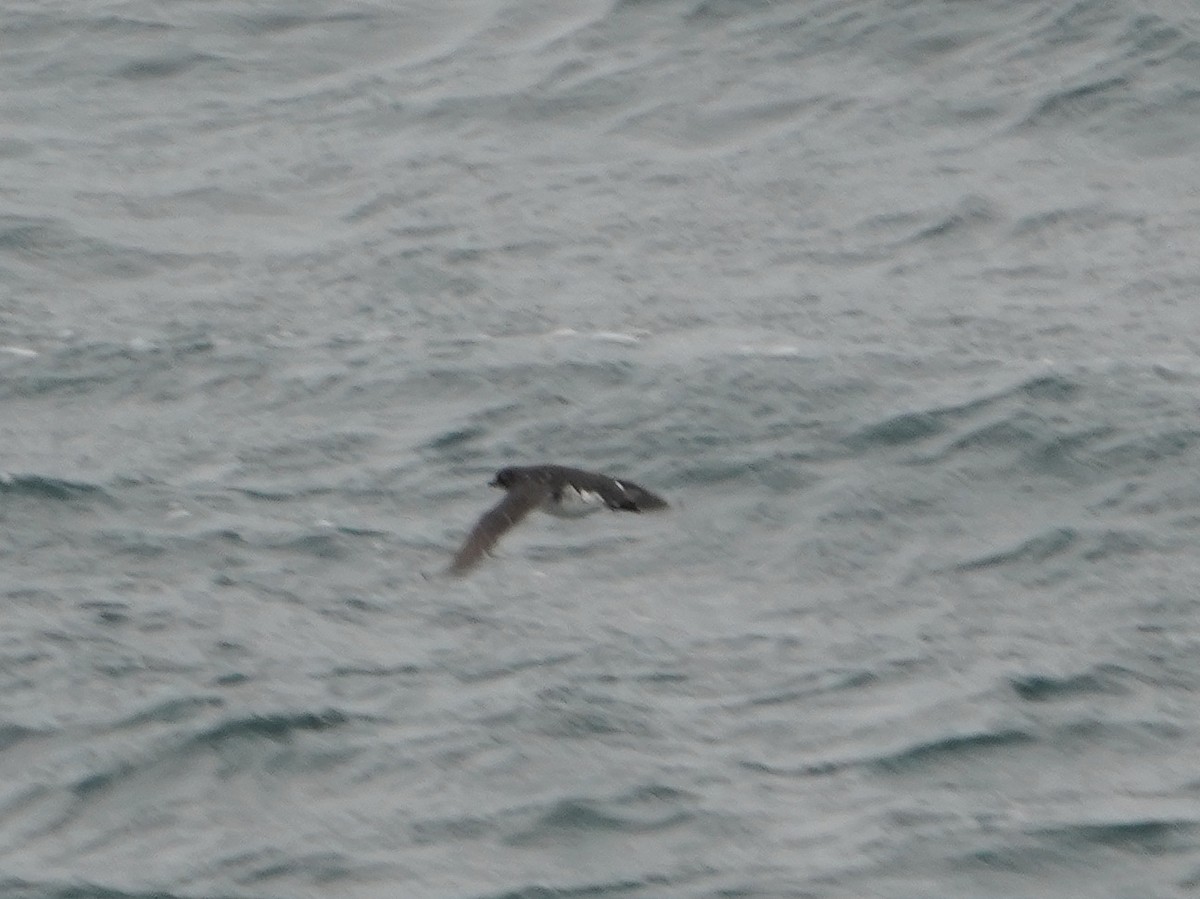 Puffinure plongeur - ML643359504