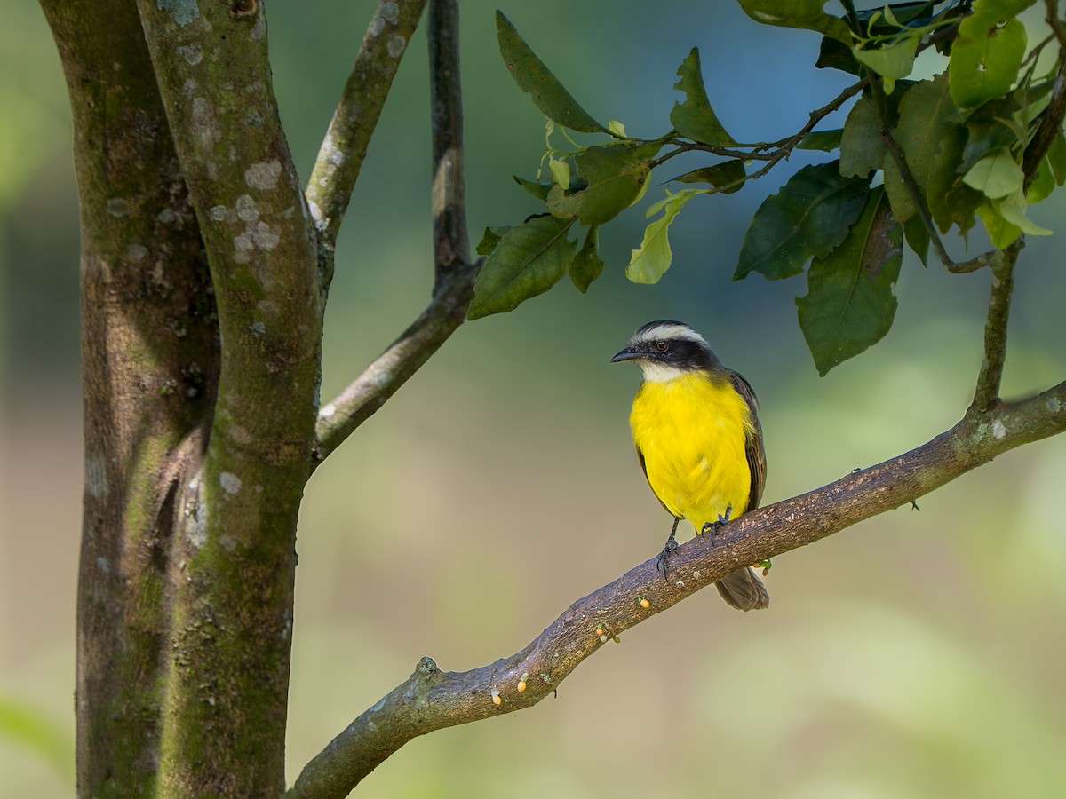 Rusty-margined Flycatcher - ML643359513