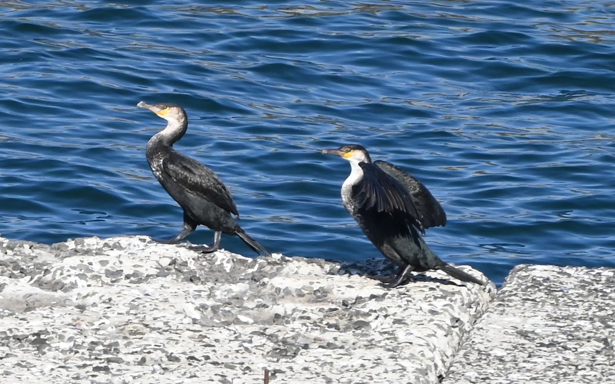 Japanese Cormorant - ML643359516